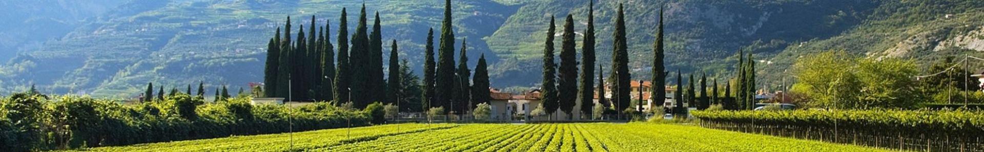 Weinberg in Norditalien mit Zypressen und Bergen im Hintergrund unter klarem, blauem Himmel